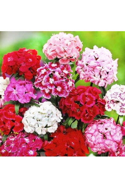 Гвоздика садова (багаторічник)